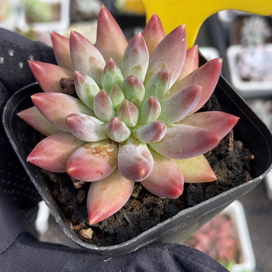 870虞美人多肉植物