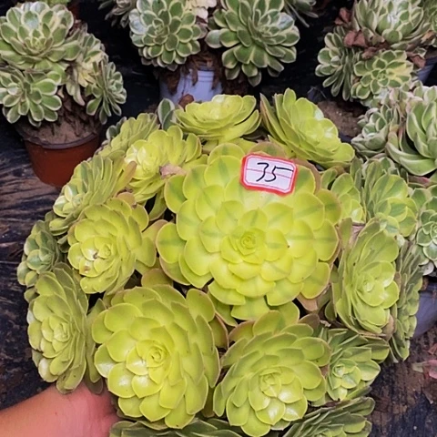 雨荷轮回老桩捧花35号
