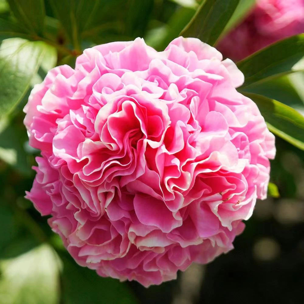 【康乃馨花束】2到3芽 芍药花苗，耐寒耐旱。送肥料