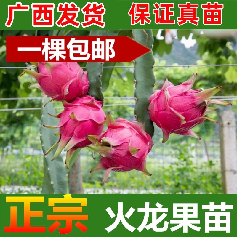 基地直发广西火龙果苗树当年结果红心火龙果苗带根发货