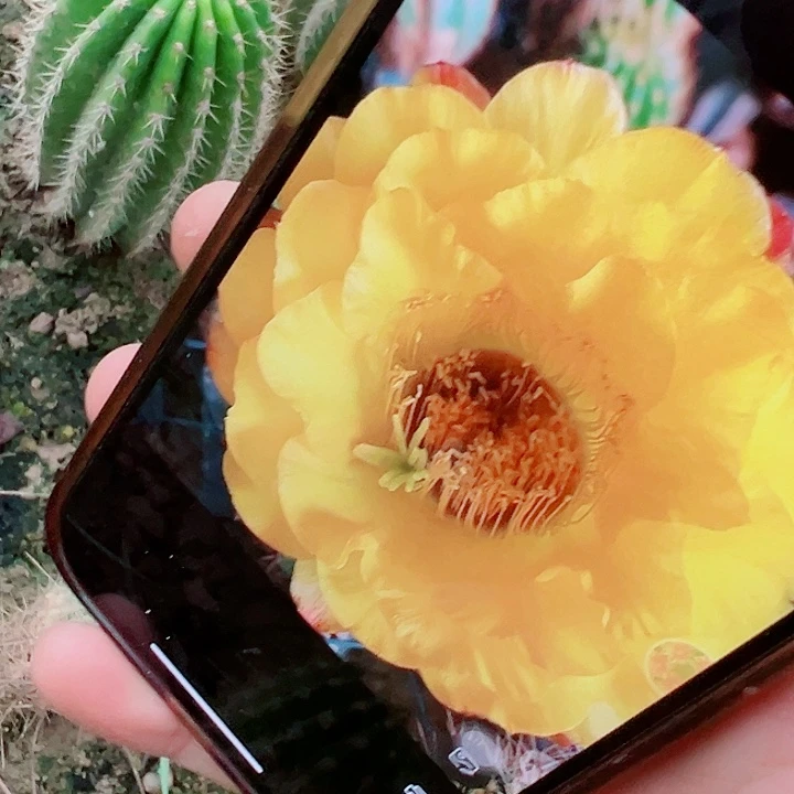 毛花柱 黄金酒杯 有根 瑕疵 15厘米