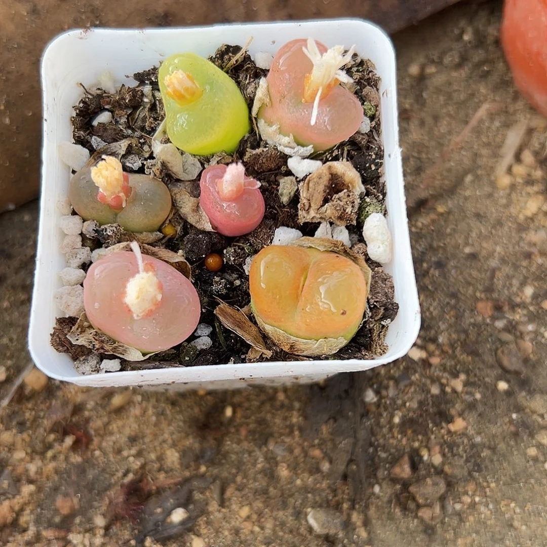 多肉植物带盆毛汉尼