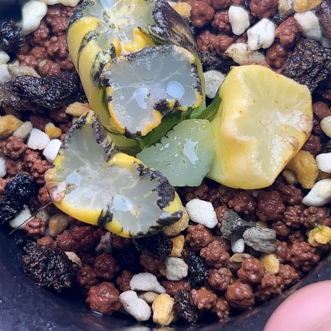 盐湖城锦十二卷多肉植物