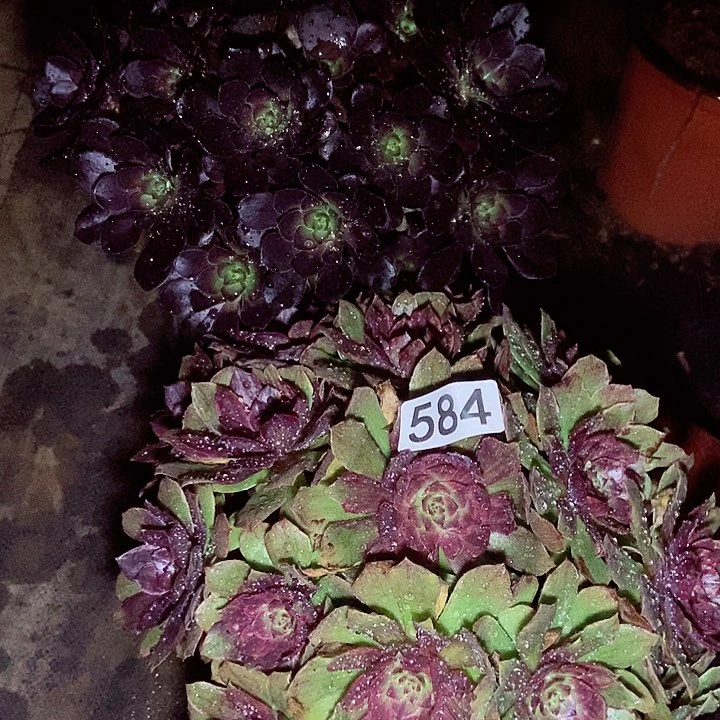 黑圆叶 万红拉丝锦多肉584多肉