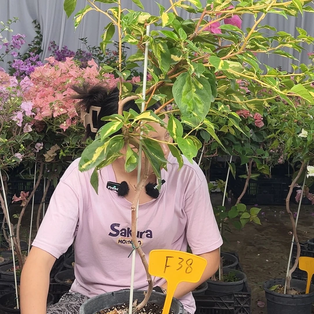 徐***菊大部分花苞少量开放F38双色