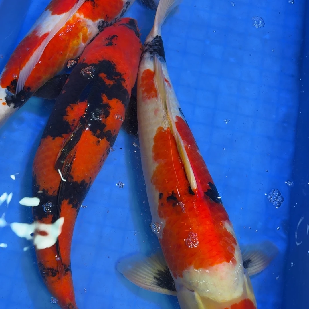 锦鲤篠田绯写大日昭和三色天池养鲤场