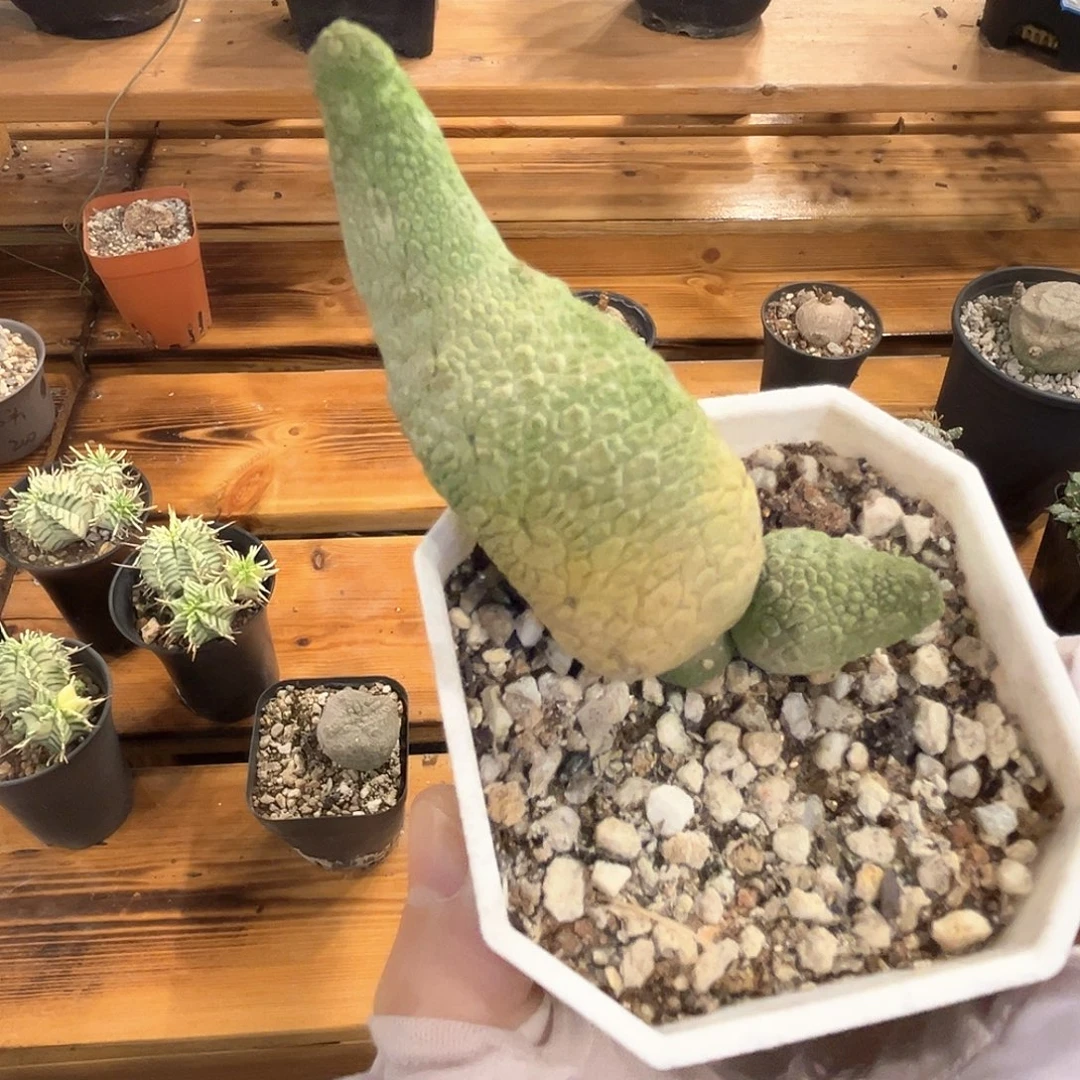 潮流植物凝蹄玉，芒果造型