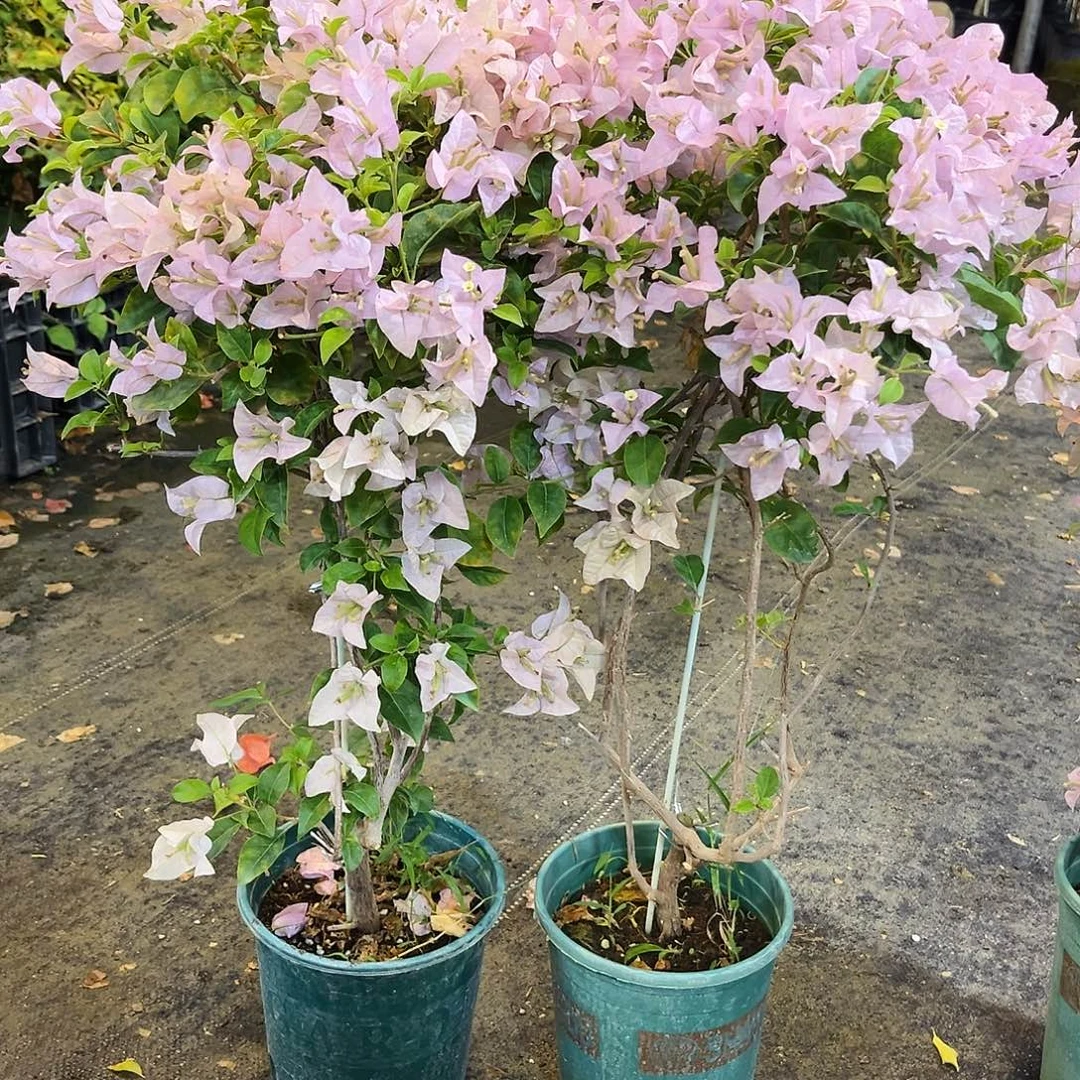 大部分花苞少量开放苹果花带竹一颗