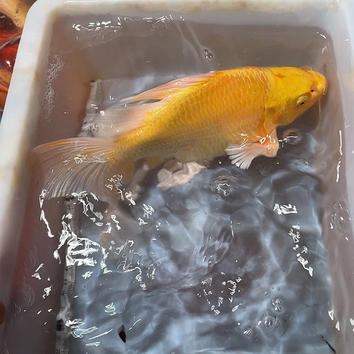 蝴蝶鲤鱼渔场直发116