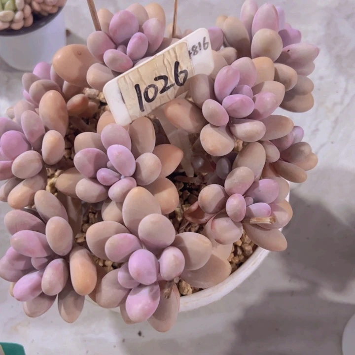 健健康康平平安安