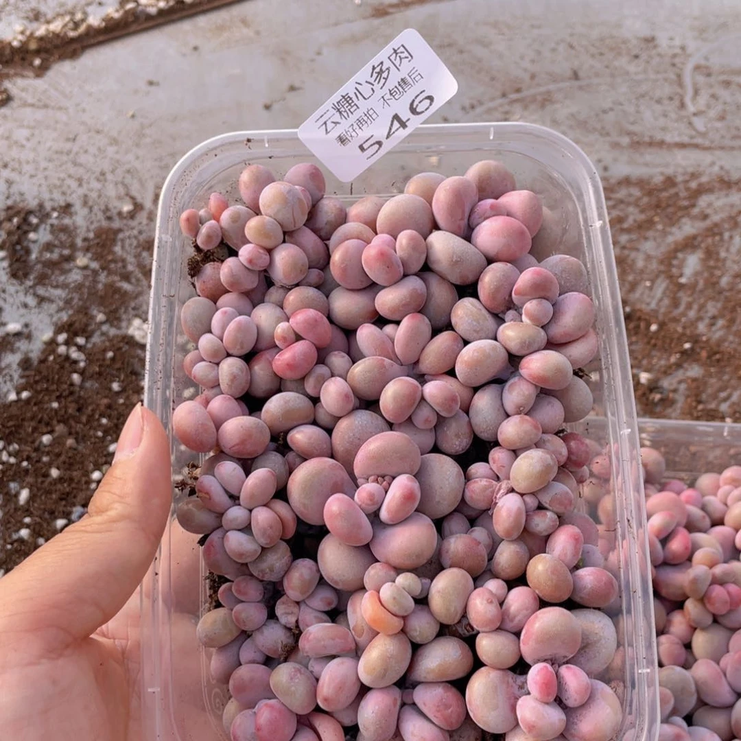 云糖心多肉植物546