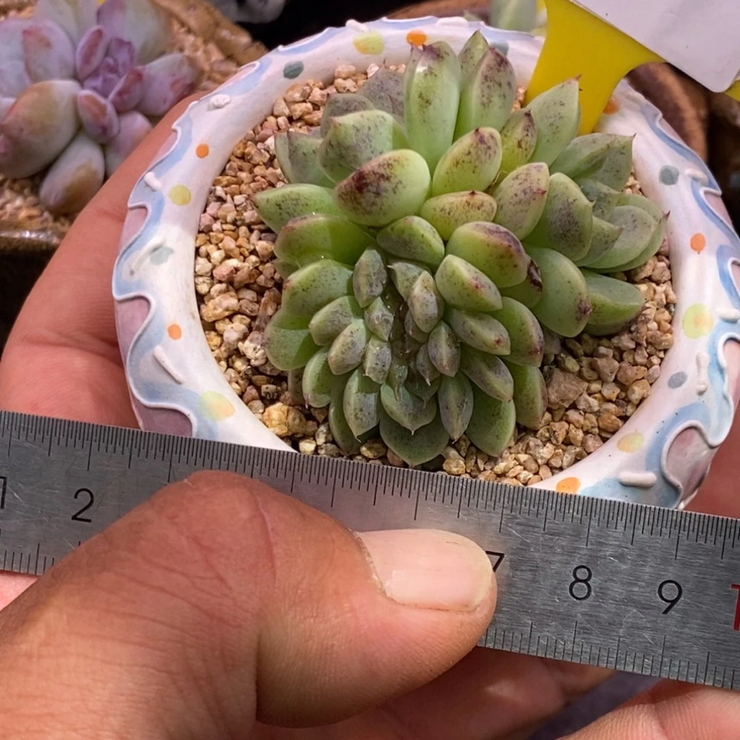 896.精控赤水晶缀化多肉植物