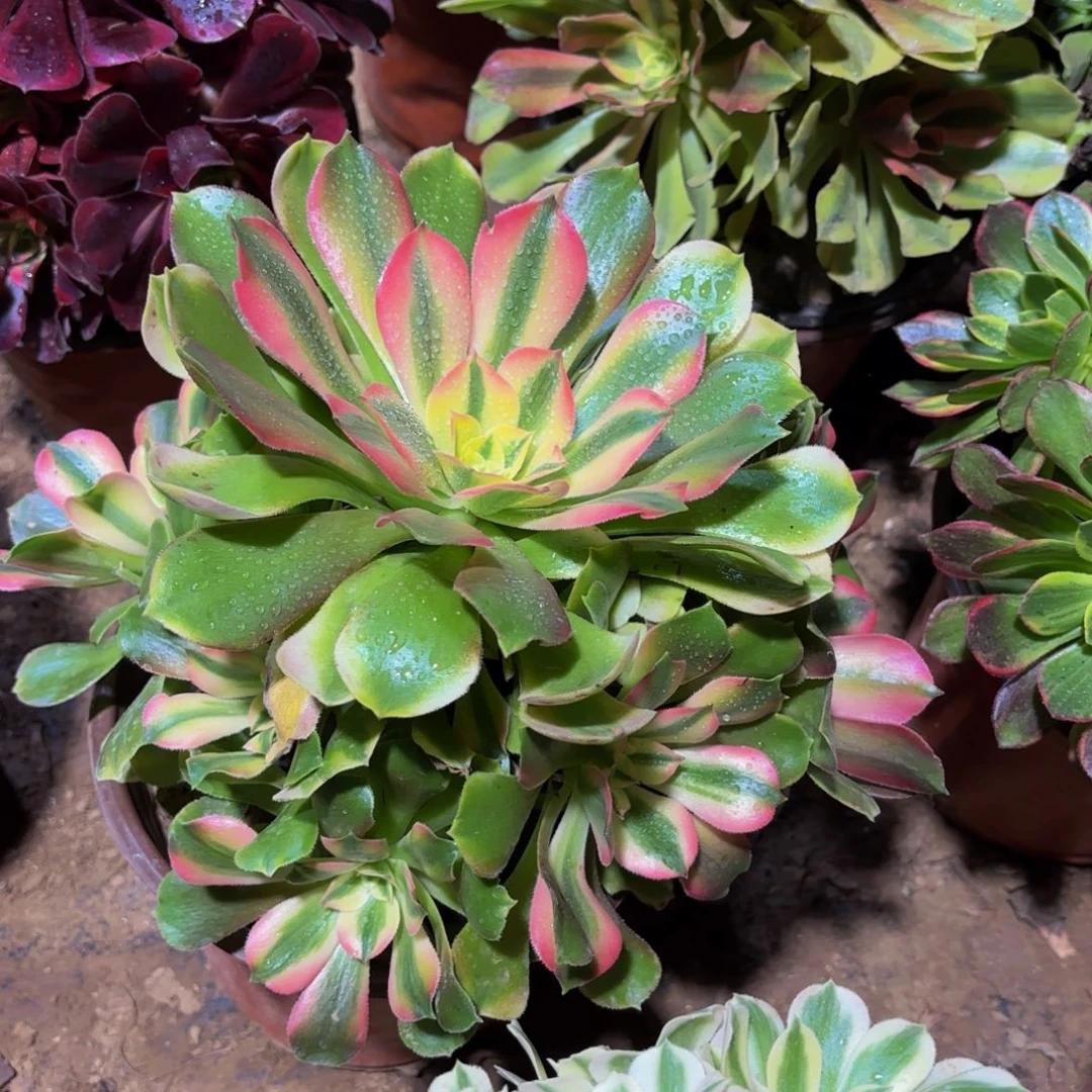 香妃9.9木质老桩法师