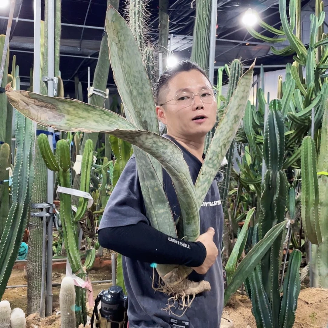 1号银翼虎皮兰。