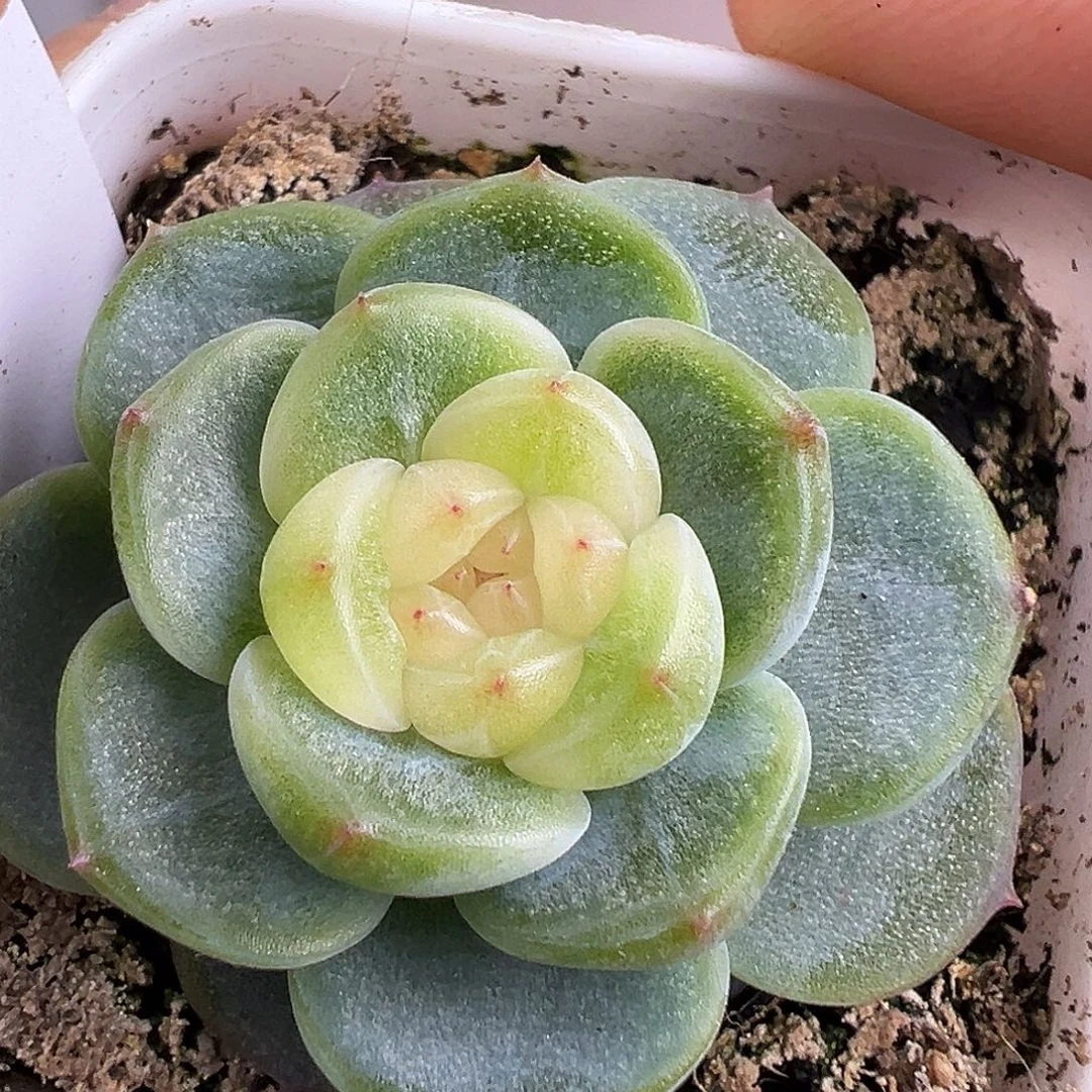风花雪月。首次出。