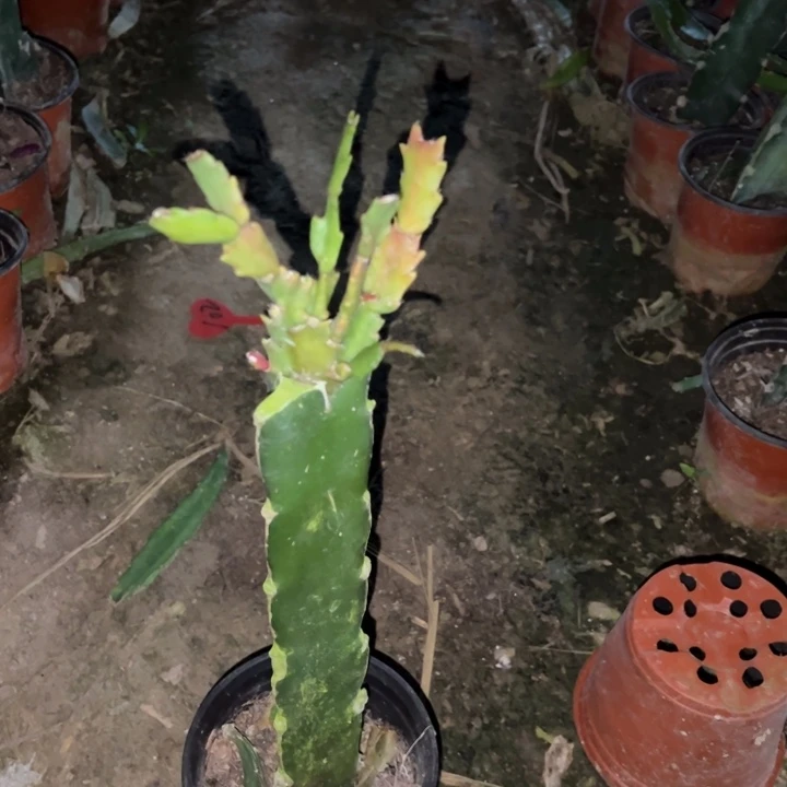 (****当前无花栽培后可以开花白羽毛113