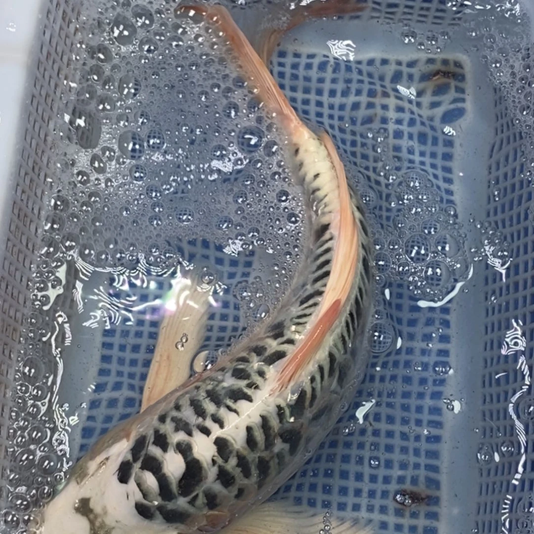 锦鲤冷水锦鲤包邮