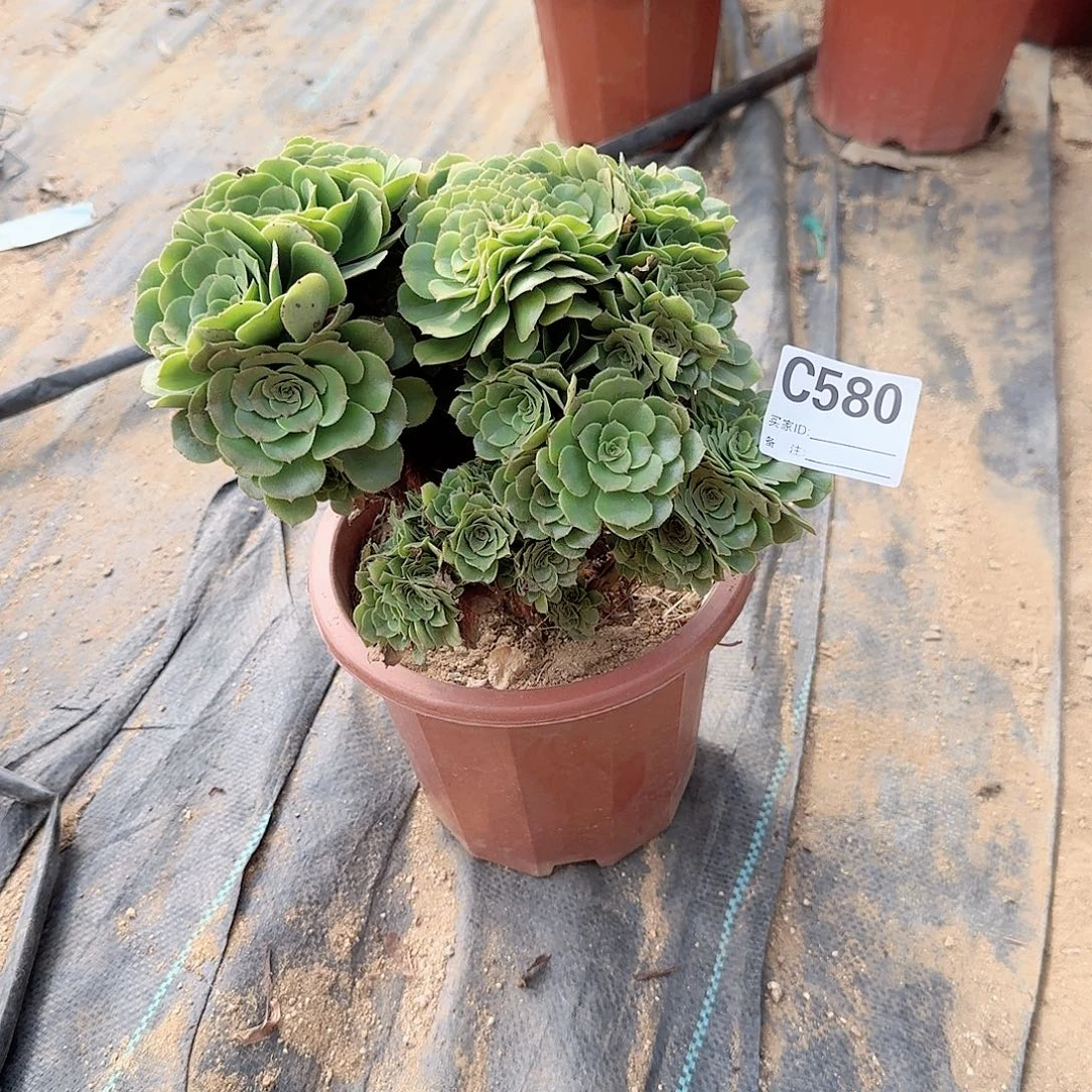 580绿缀一颗满28包邮