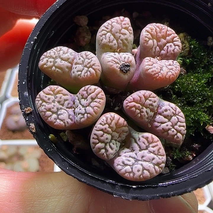 花****哈哈哈哈哈哈哈哈56798