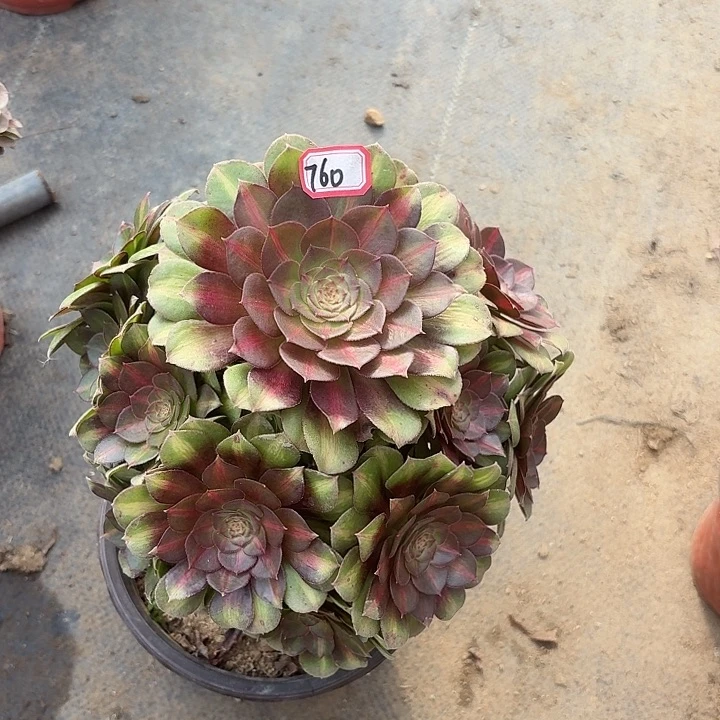 抹茶760多肉植物法师