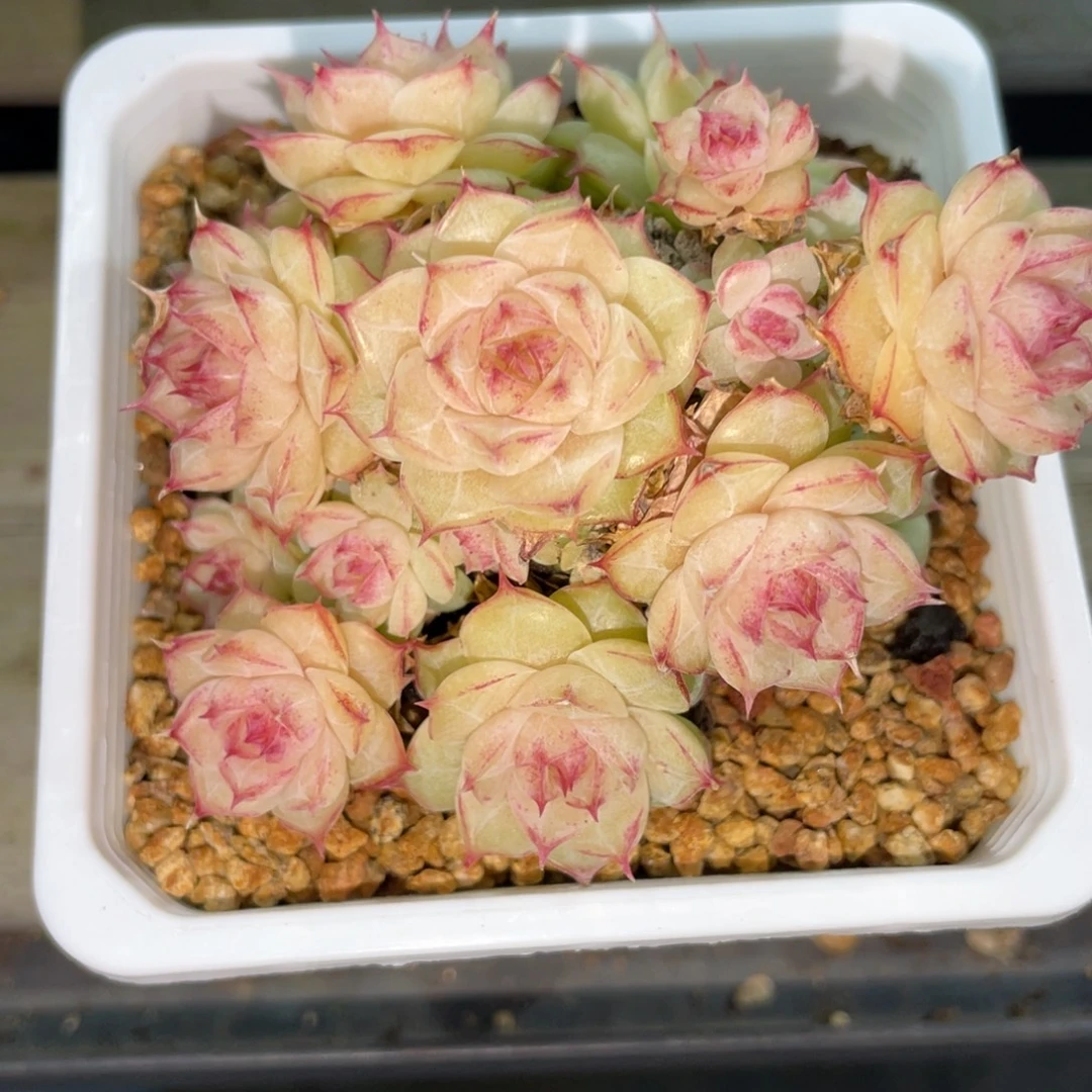 2037情人麦杆精品