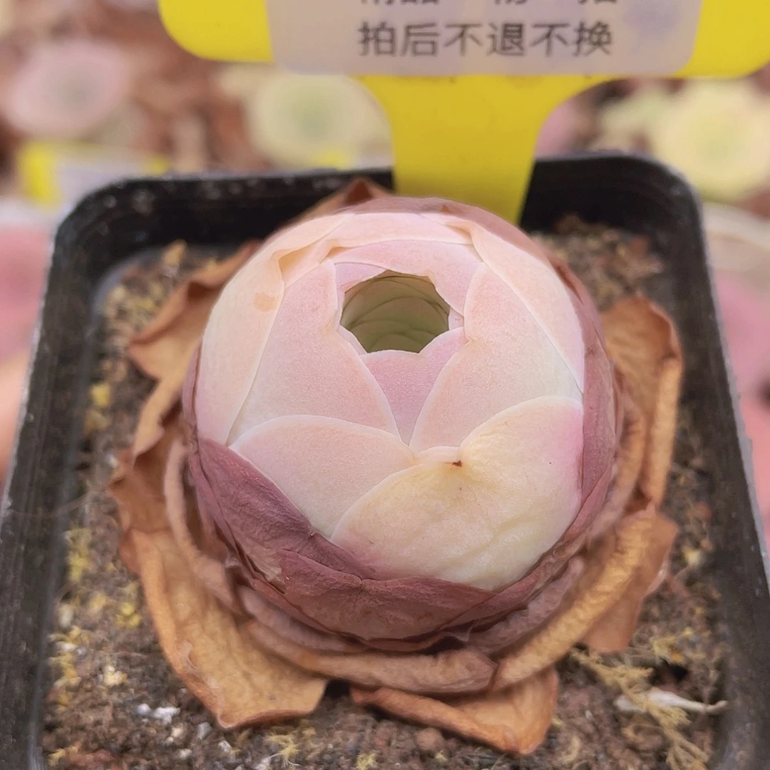 山地玫瑰Z083满38包邮裸根发货