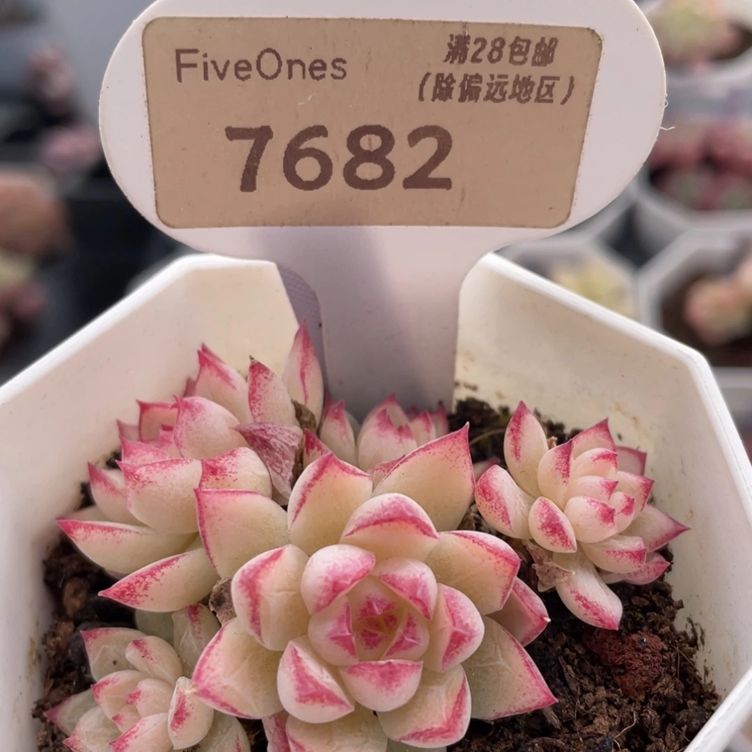 红边女王7682-5.5厘米