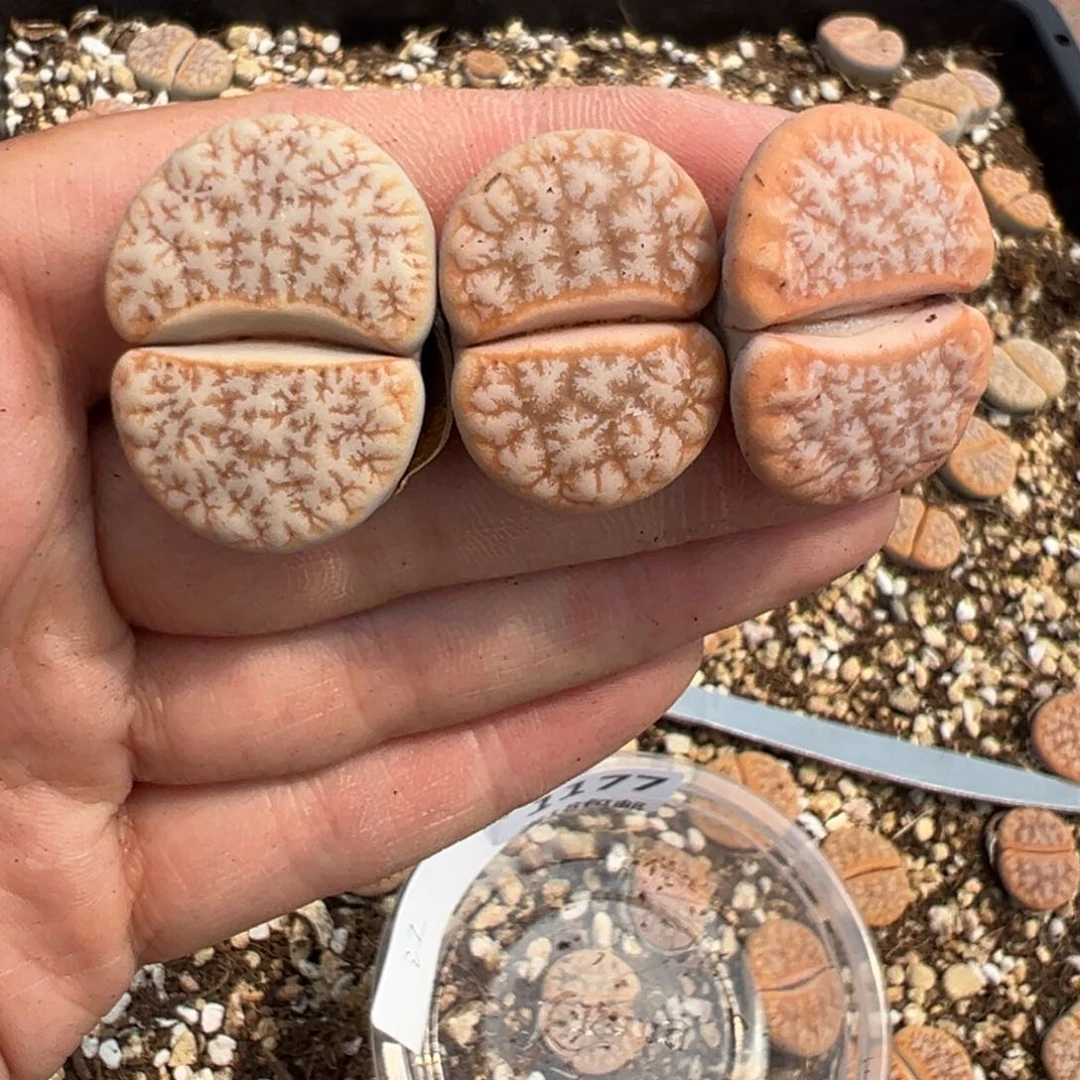 【闪购商品】江**晚1177……