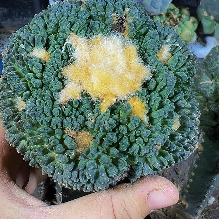 龟甲怒525仙人球开花