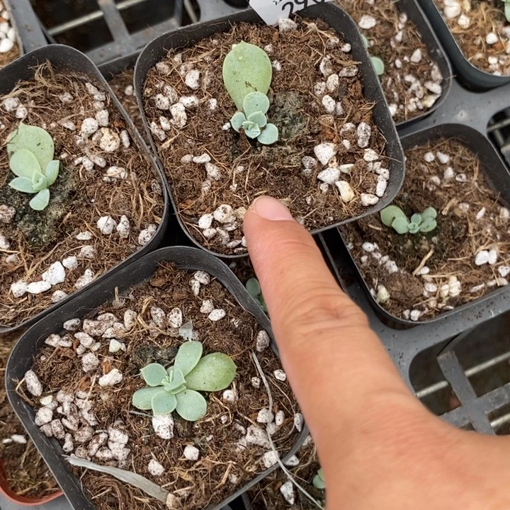 标290白昼一个多肉