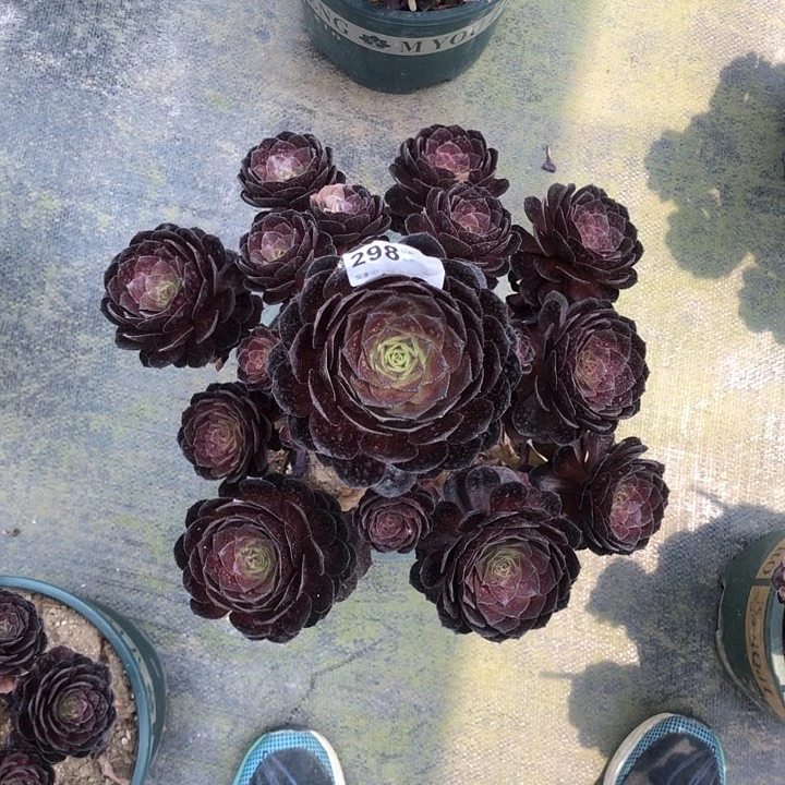 298黑寡妇多肉法师