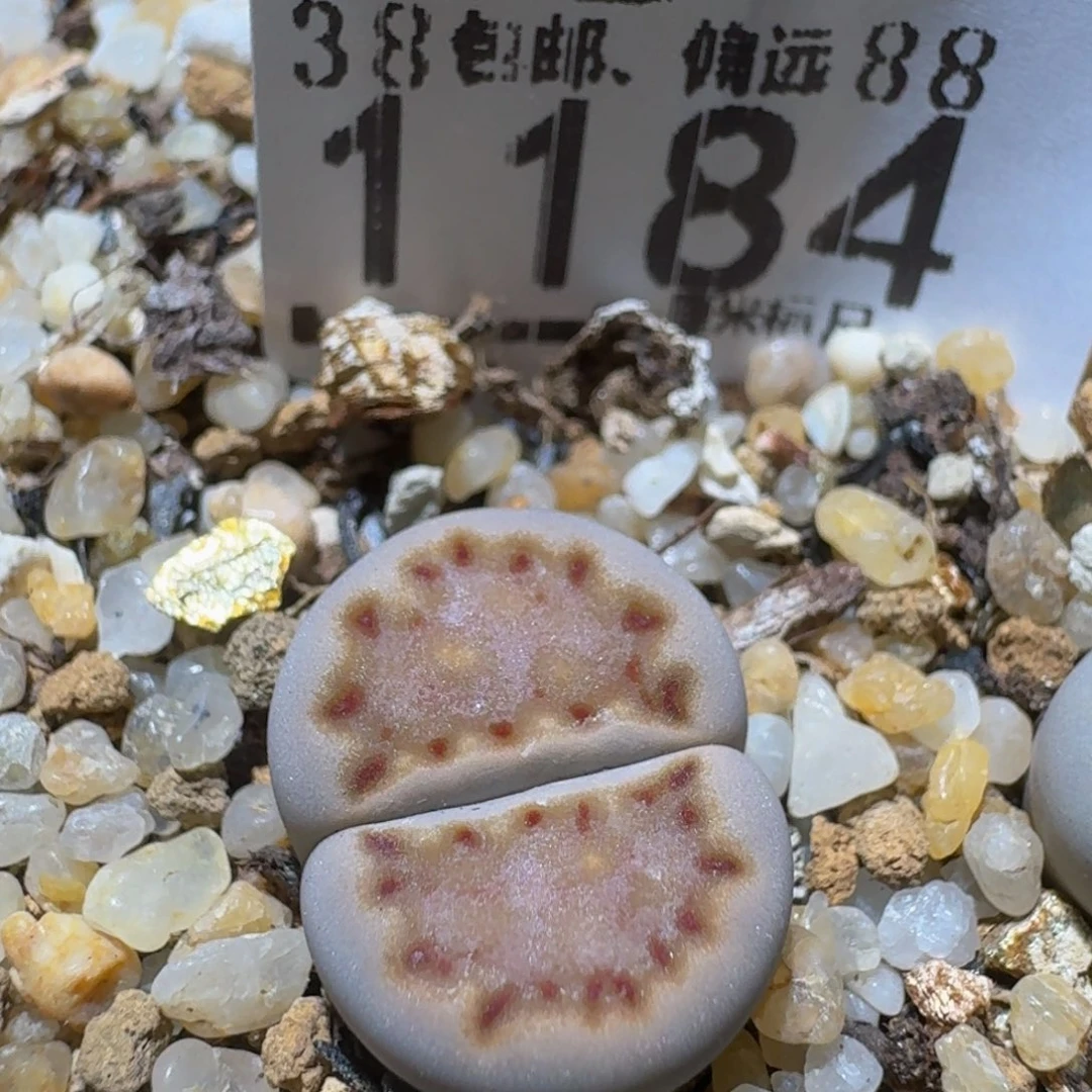 Ssss精品生石花1184