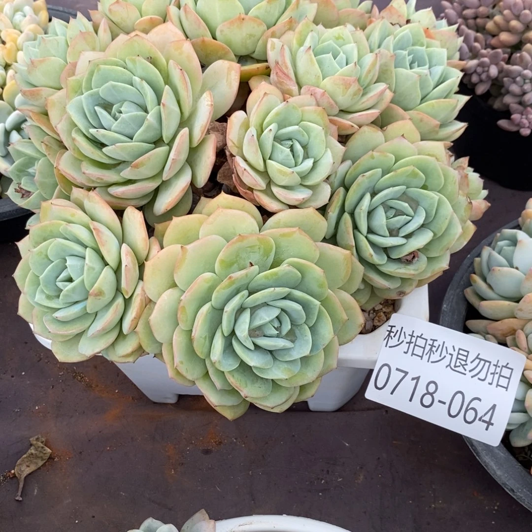 风***央夏悦多肉0718-64恋曲