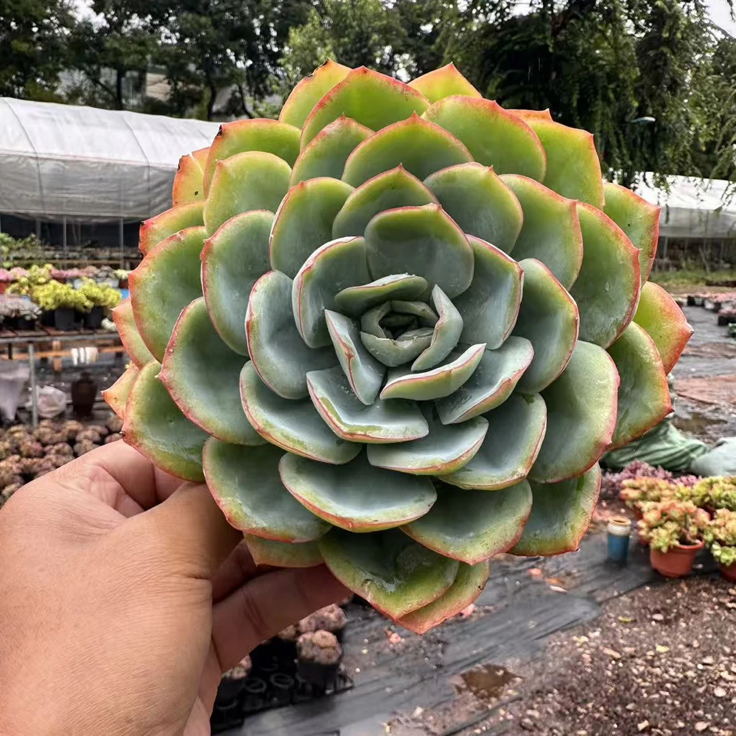 单头晨露 金金精品多肉植物