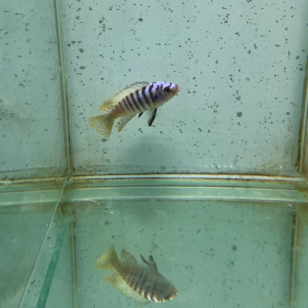 慈鲷1434杰罗焦。