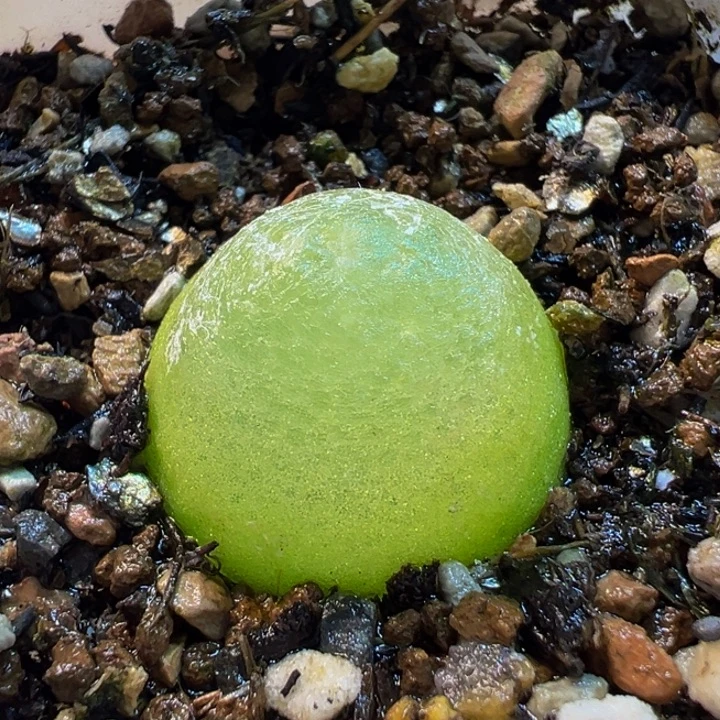 541多肉植物种类多样
