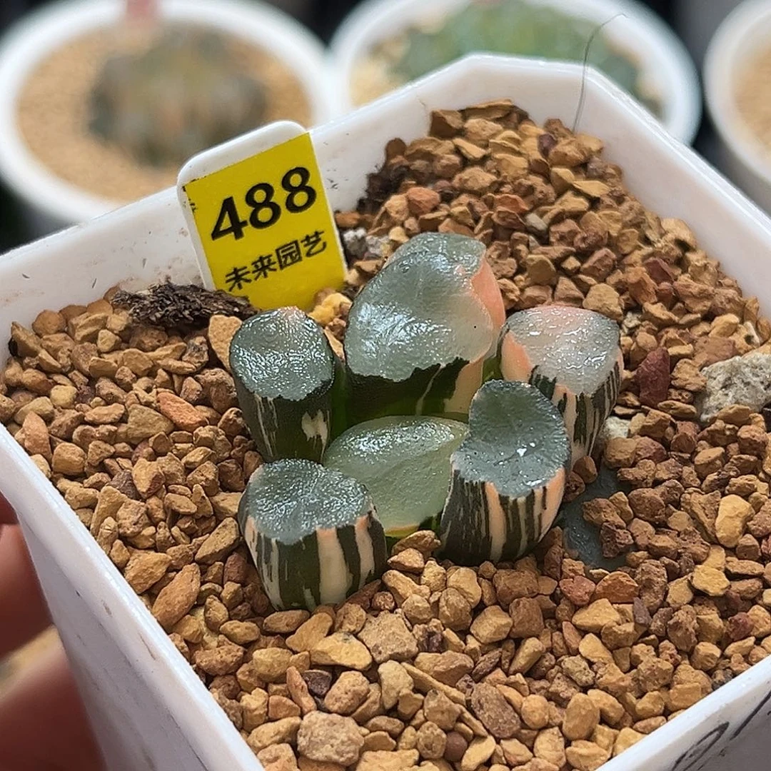 488山之翠万象锦福利福利