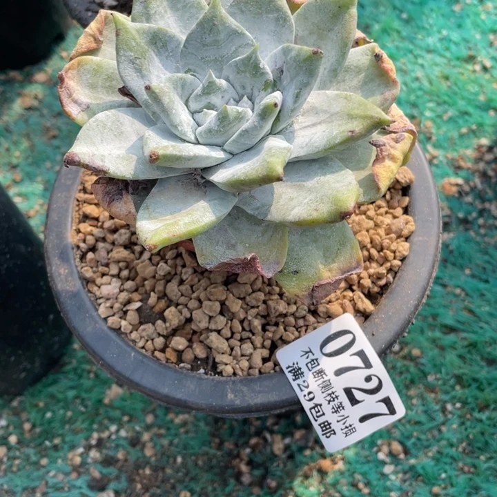 安***星727号牡丹苹果叶多肉