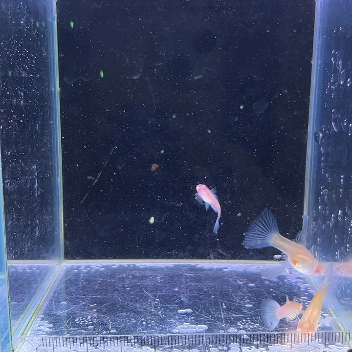 孔雀鱼蓝白2对所见即所得