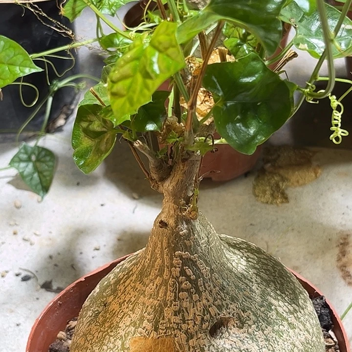 乐***中潮流植物银叶睡布袋