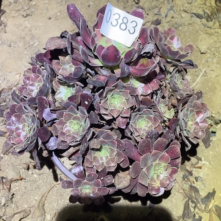 多肉植物法师383花呐