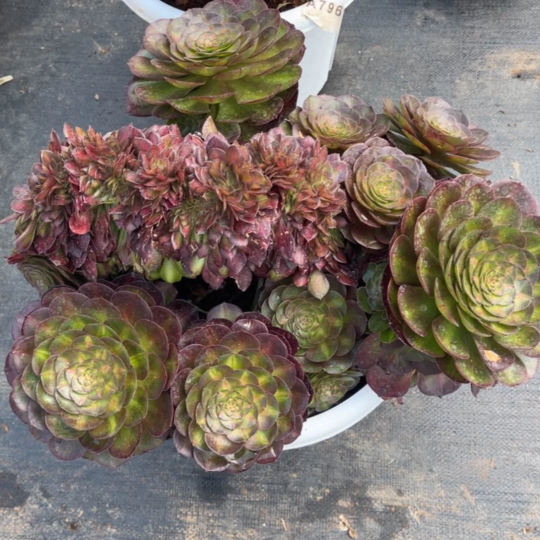 抹茶缀，一物一拍，寄养