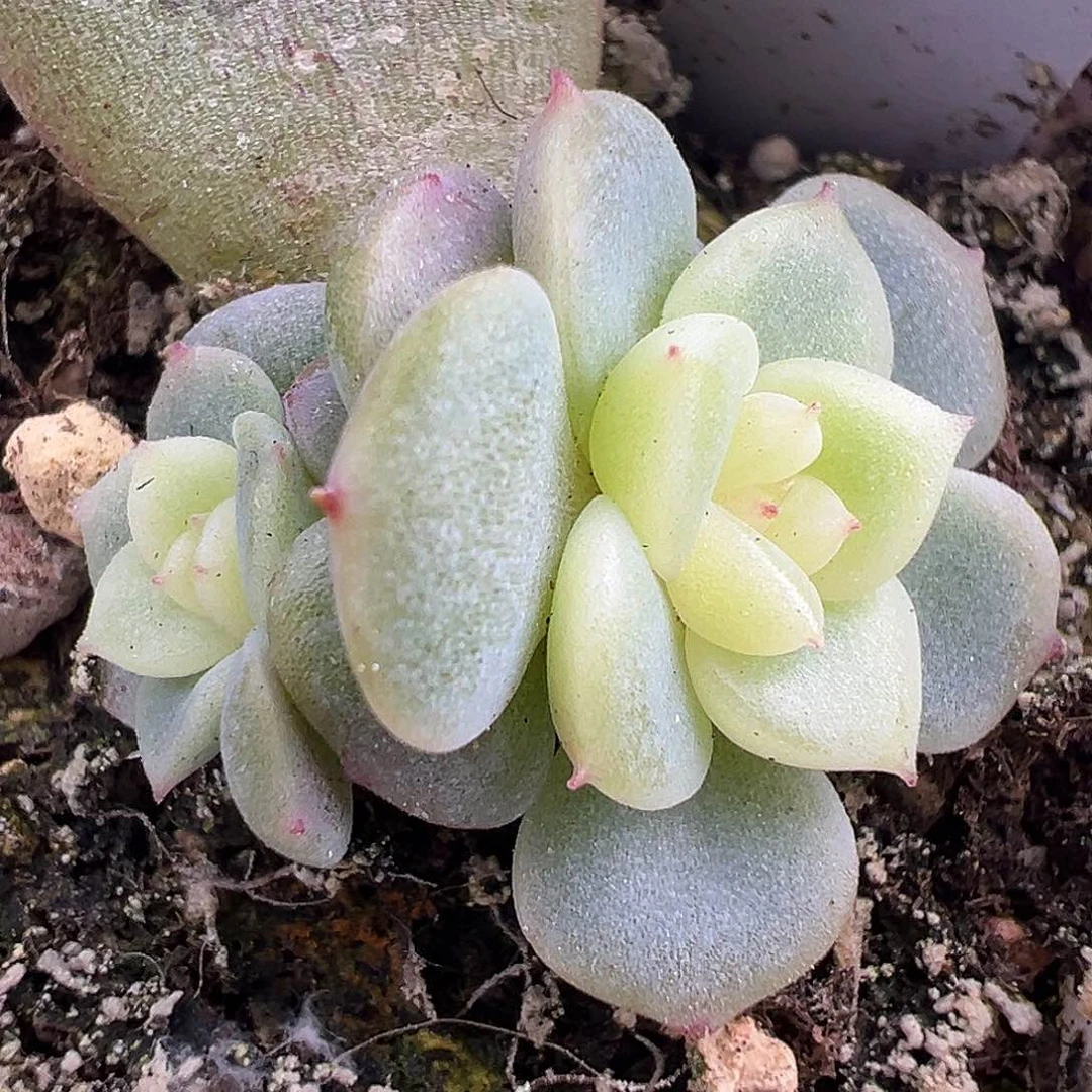 双头荔枝一物一拍