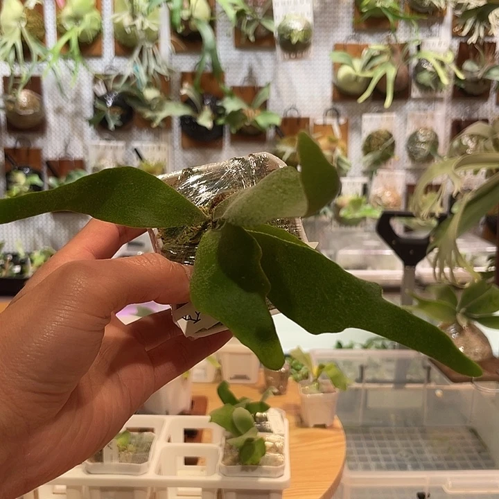 无花朵Pn月光孢子苗