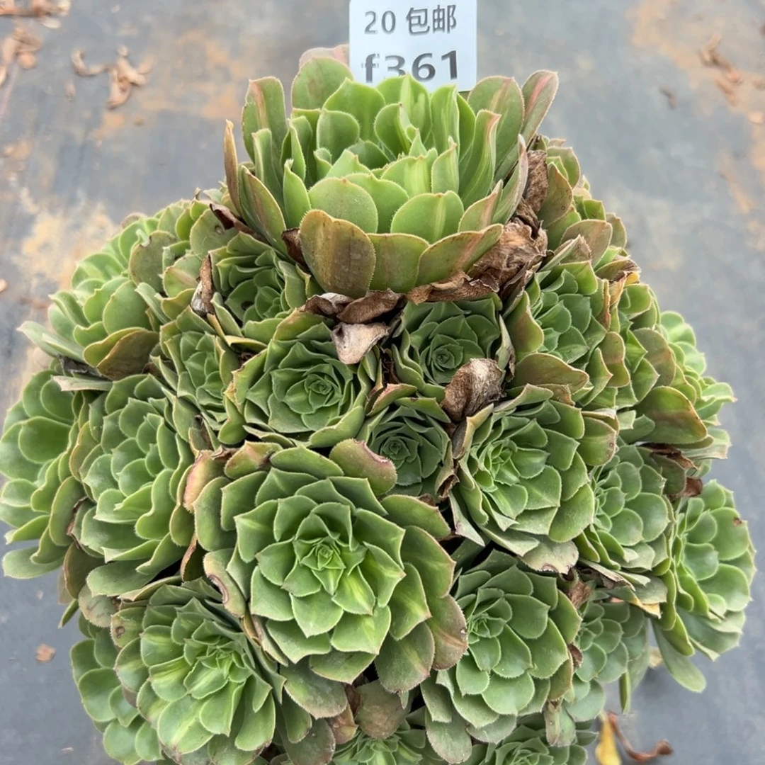 361翡翠琉璃，满20包邮