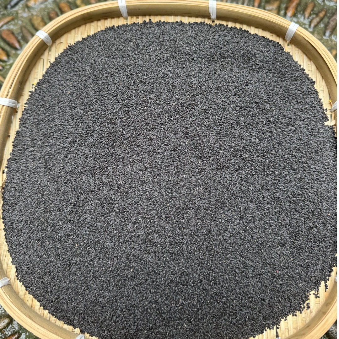 高山 农家 兰香子【竹夏现收】 1