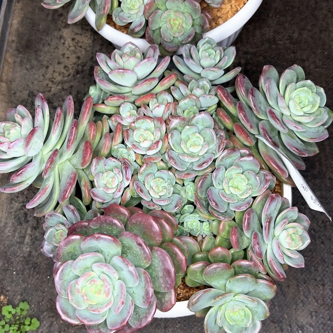 郁***仔拉萨大群生，一物一拍