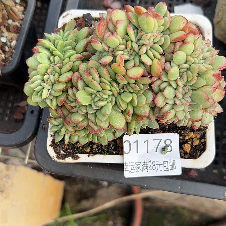 幸运的是你能给我们带来快乐