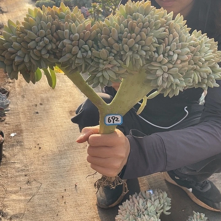 692淡雪缀 一物一拍多肉