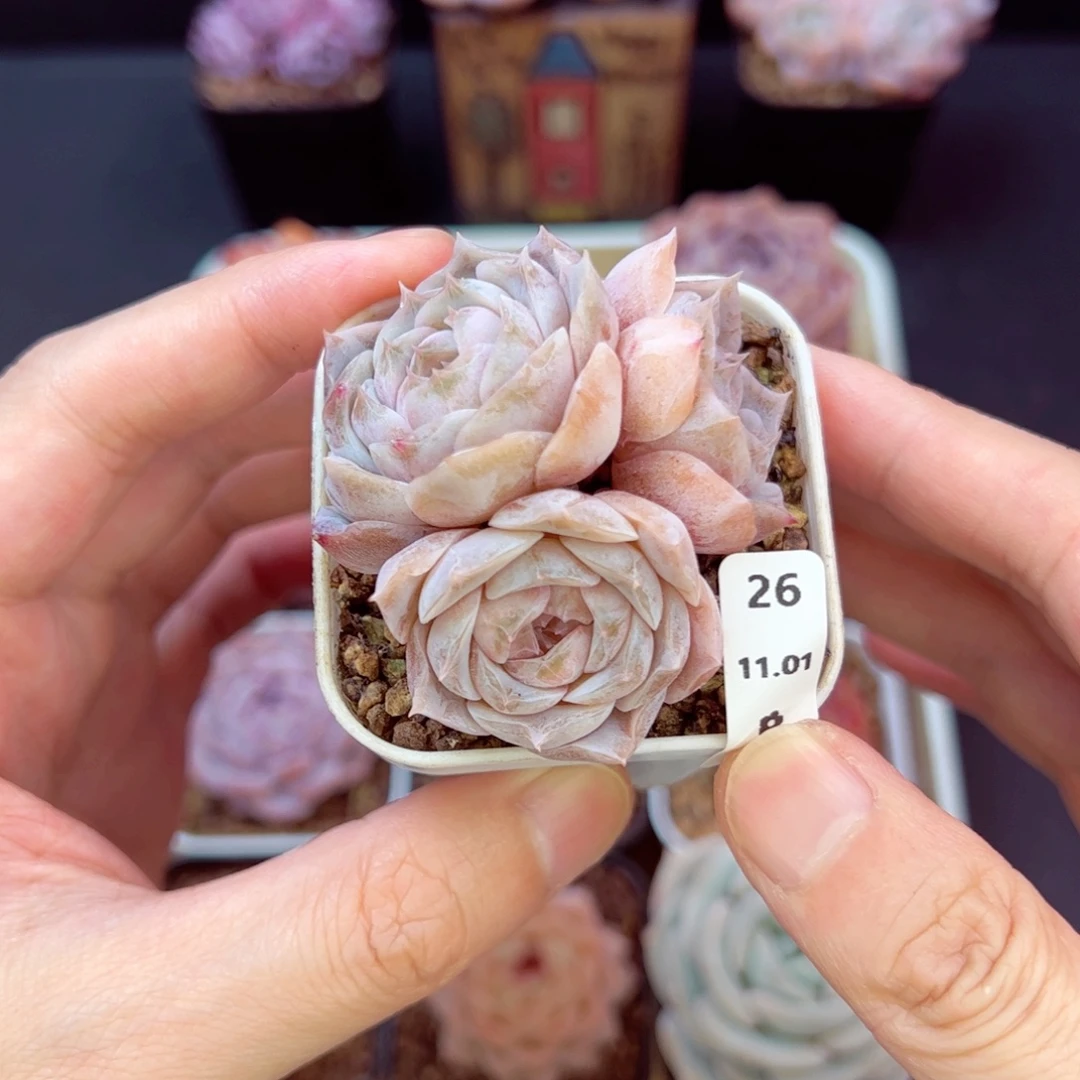 南波万26、哈哈哈哈哈